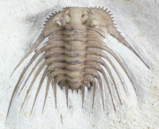 Nicely Prepared, Kettneraspis Trilobite - Oklahoma #47126